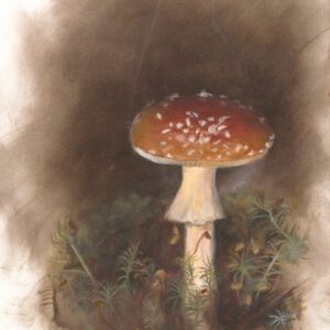 Amanita